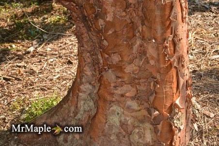 Buy Paperbark Maple Buy Paperbark Maple